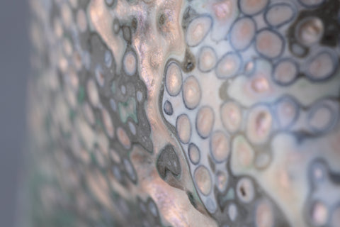 Coenosteum