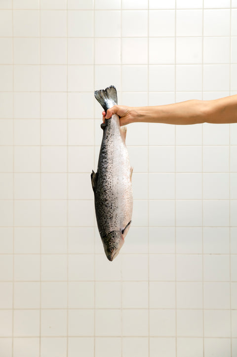 Studio Nienke Hoogvliet Fish Leather