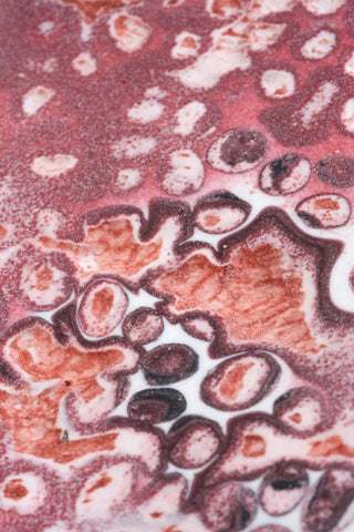 Coccoidea