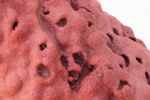 Coccoidea