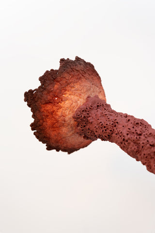 Coccoidea