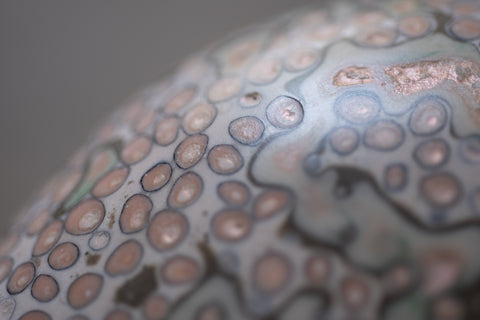 Coenosteum