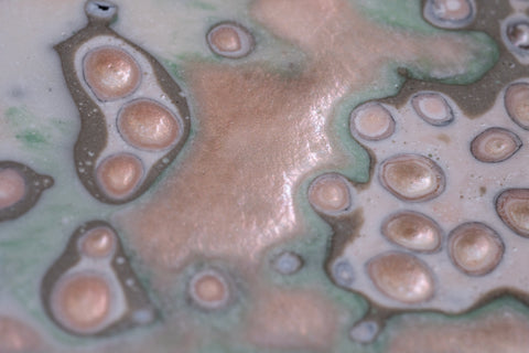Coenosteum