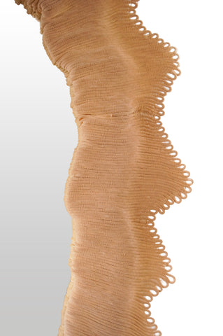 Orbicella